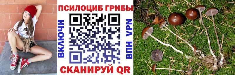 закладки  MEGA ТОР  Псилоцибиновые грибы Psilocybe  Чкаловск 
